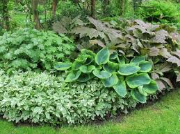 une scene de feuillages decoratifs a l ombre scenes de jardins jardin d ombre jardins jardin ombrage