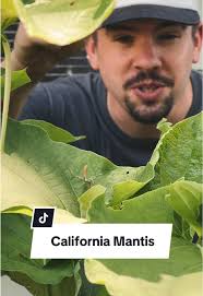 California Mantis: Nature's Pest Control Champion