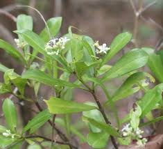 Image result for Psychotria sp. B