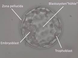 Kann man die einnistung spüren? Die Einnistung Des Embryos In Der Gebarmutter