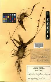 Image result for Cyanotis caespitosa