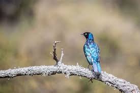 Black Bird With White Stripes On Wings And Tail South Africa Pin On Tanzania Safari