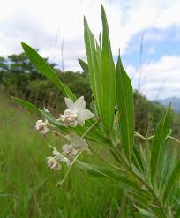 Image result for Gomphocarpus physocarpus