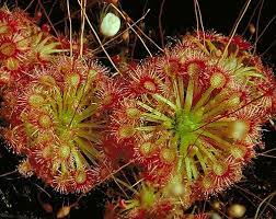 Carnivorous Plant Sundew Drosera Insectivorous Plant Insectivorous Plant Carnivorous Plants Plants