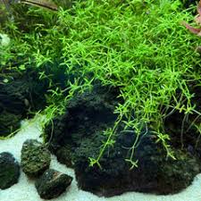 Image result for Trichostachys microcarpa