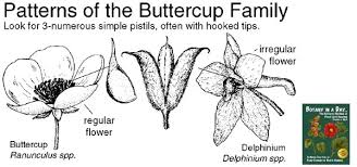 Image result for Ranunculaceae