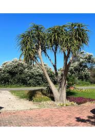 Image result for Aloidendron barberae