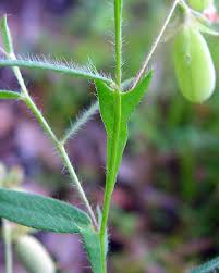 Image result for Crotalaria lanceolata