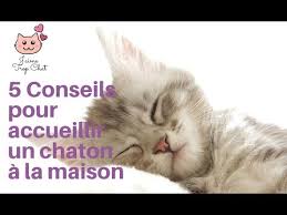 Il y a de nombreuses façons de s'y prendre, comme partir du nom des planètes ou décrire une de ses caractéristiques physiques, ou bien encore inventer un nom noms de chat en s pour l'année 2021. Nom De Chat En Q Male Femelle Loof 2019 100 Prenoms J Aime Trop Chat Blog