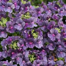 Image result for Nemesia lilacina