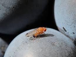 Fruchtfliegen stürzen sich auf obst, schwirren ins weinglas oder lassen sich in der brottrommel. Fruchtfliegen Diese Tipps Helfen Gegen Die Lastigen Insekten