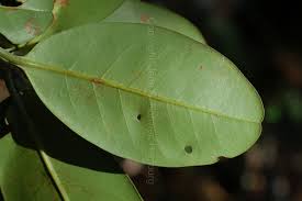 Image result for Beilschmiedia michelsonii