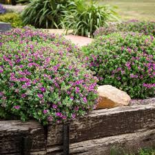 Image result for Polygala gazensis