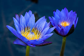 Image result for Nymphaea lotus