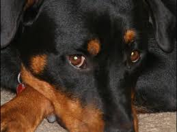 It appears your facebook email address is not subscribed to purewow.com. 6 Medical Causes Of Aggressive Behaviors In Dogs Pethelpful