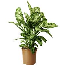 Dieffenbachia Sublime 24cm Potteplanter Inneplante Planter