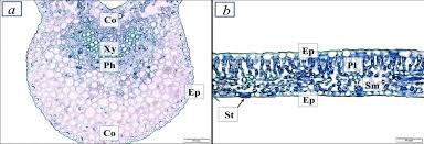 Image result for Pearsonia mesopontica