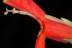 Monkey flower essence is used to heal the fear of intimacy. Plant Of The Month Scarlet Monkey Flower