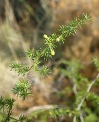 Image result for Asparagus minutiflorus