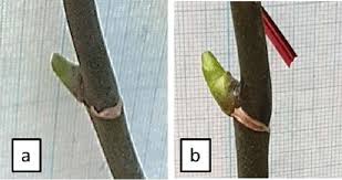 Maybe you would like to learn more about one of these? Gambar 3 Tunas Yang Tumbuh Dari Mata Tunas Tangkai Bunga Pada 2 Msa Download Scientific Diagram
