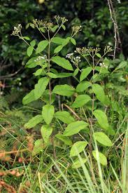 Image result for Bothriocline