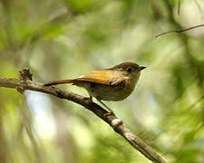 Apabila masih dalam usia anakan, ciri ciri burung branjangan jantan yaitu memiliki kepala yang ukurannya lebih besar dari pada betina. Wergan Jawa Wikipedia Bahasa Indonesia Ensiklopedia Bebas