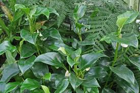 Image result for Begonia loranthoides