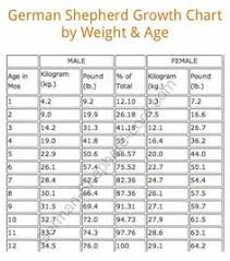 German Shepherd Size Chart Goldenacresdogs Com