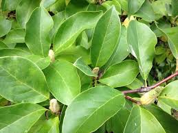 The saucer magnolia (magnolia x soulangeana) can be cultivated as a shrub or small tree. Gc6vf5c Magnolia Traditional Cache In New York United States Created By K E T