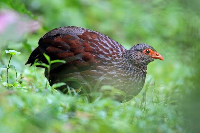 Birds Endemic To The Albertine Rift Valley — Travel Guide — Destination Uganda Travelers