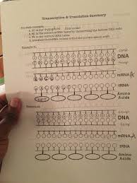 Dna mrna trna aa 5. Transcription And Translation Questions And Answers Pdf