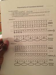 Dna coloring transcription and translation answer key. Dna Transcription And Translation Practice Test Answers Dna Quiz 3