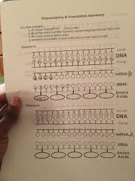 The underlined sections are introns. Solved Transcription Translation Summary For Each Examp Chegg Com