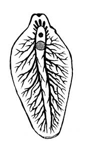 Liver flukes in human beings belong to two types of families, fasciolidae and opisthorchiidae. Liver Fluke Clipart Etc