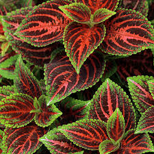 Image result for Coleus meyeri