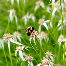 Image result for Rhynchospora rubra