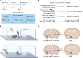 Vous devrez toujours ajouter un numéro de téléphone, mais ce ne sera pas le. Social Mice Seeking Circuits Nature Neuroscience