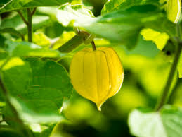 Image result for Physalis peruviana