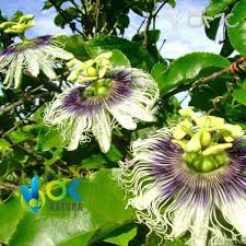 Image result for Passiflora ligularis