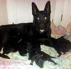 German shepherds in maryland german shepherd puppies german shepherd puppies for sale german shepherds mt. Akc Female German Shepherd Puppy Last One For Sale In Virginia Beach Virginia Classified Americanlisted Com
