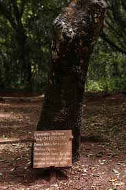 Image result for Elaeodendron buchananii