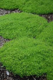 Image result for Sagina