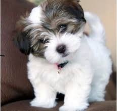 Black And White Havanese Puppy For Sale Registered Havanese Puppies For Sale Sweet And Sassy Havanese Puppies Available For Adoption 1 Black And Puppies Havanese Puppies Havanese Puppies For Sale