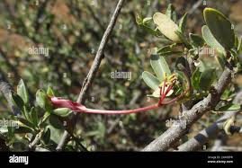 Image result for Cadaba termitaria