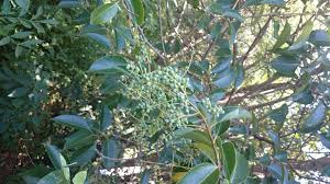 Image result for Gnidia hockii