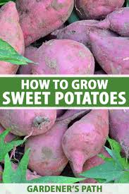 How do you grow sweet potatoes indoors? How To Grow Sweet Potatoes At Home Gardener S Path