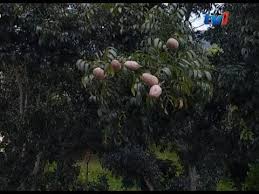 Diantaranya buahnya mempunyai nilai perubatan yang tinggi. Khasiat Tunjuk Langit Mahogany Rtm Tv1 Solusi Alam Youtube