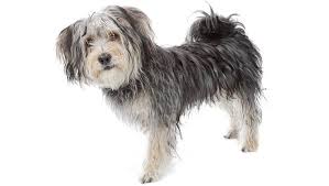 All 4 morkies are such lovable dogs that just love to sit with us. Morkie Mixed Dog Breed Pictures Characteristics Facts