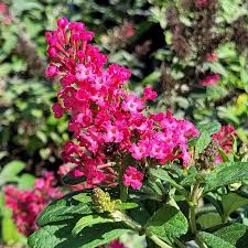 Image result for buddleia davidii