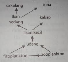 Pola ekosistem ini juga bisa sebut dengan pola interaksi, yang di dalam pola tersebut mencakup susunan rantai makanan dan aliran energi mahluk. Perhatikan Jaring Jaring Makanan Pada Ekosistem Laut Berikut 1 Jika Populasi Zooplankton Brainly Co Id